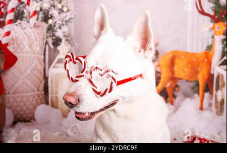 Siberian Hasky dog, Christmas photo session in cozy atmosphere Stock Photo