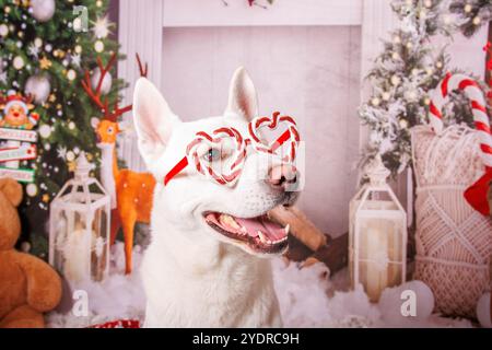 Siberian Hasky dog, Christmas photo session in cozy atmosphere Stock Photo