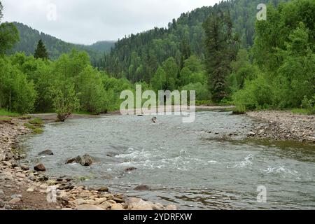 A wide shallow river with rocky banks flows in a swift stream from the mountains through a dense summer forest on a cloudy day. Iogach river, Altai, S Stock Photo