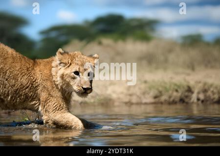 Close young lion cub drink water Stock Photo