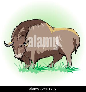 musk ox Stock Photo