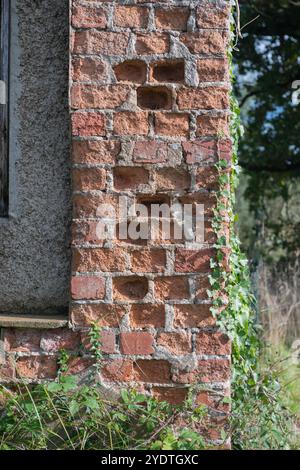 A weathered brick wall shows age with missing bricks and creeping ivy, revealing the passage of time and nature's reclamation. Stock Photo