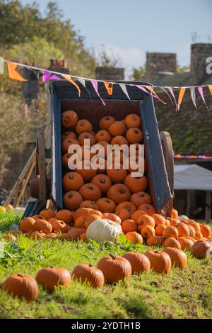 Pumpkins displayed at a farm in readiness for Halloween Stock Photo