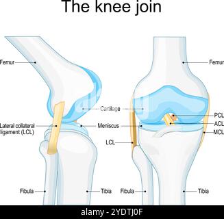 Knee joint anatomy. Tibiofemoral joint. Joint capsule with Femur, Tibia and Fibula bone. Vector poster Stock Vector