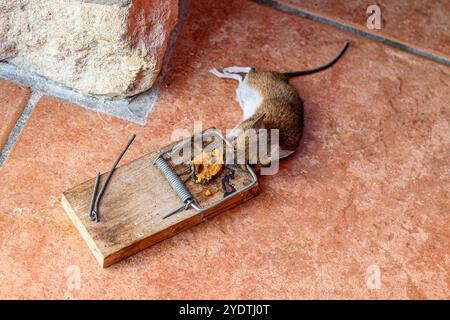 Mousetrap Stock Photo