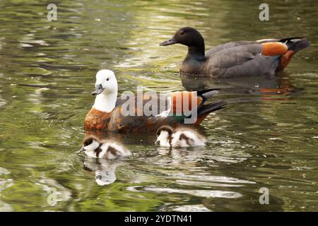 Paradise Shellduck with young ducklings Stock Photo - Alamy