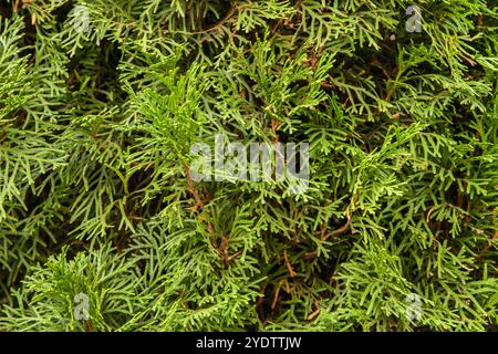 Thuja occidentalis conifer tree branches closeup as natural green background Stock Photo