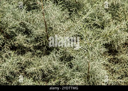 Branches of Arizona cypress (Cupressos arizonica) coniferous tree closeup as green natural background Stock Photo