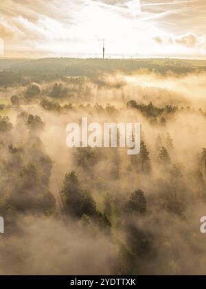 Morning fog envelops a forest in golden light at sunrise, Calw, Black Forest, Germany, Europe Stock Photo