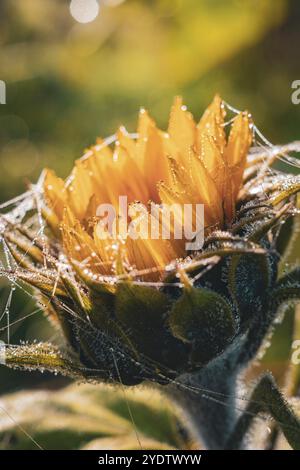 Detailed photograph of a sunflower with morning dew drops on cobwebs, Gechingen, Black Forest, Germany, Europe Stock Photo