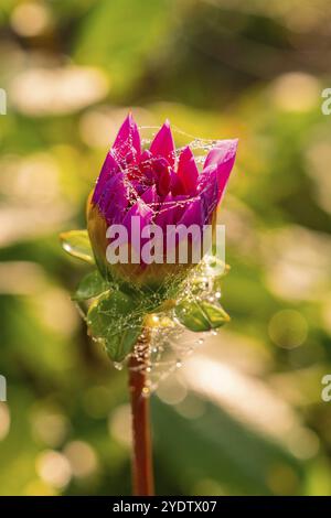 Close-up of a pink flower bud with cobwebs and drops, Gechingen, Black Forest, Germany, Europe Stock Photo