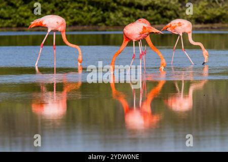 Greater flamingos (Phoenicopterus ruber) foraging for small pink shrimp in saltwater lagoon in the Galapagos Islands, UNESCO, Ecuador Stock Photo