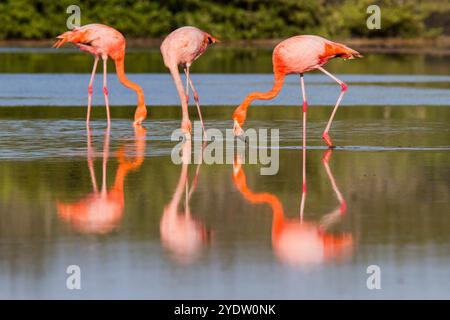 Greater flamingos (Phoenicopterus ruber) foraging for small pink shrimp in saltwater lagoon in the Galapagos Islands, UNESCO, Ecuador Stock Photo