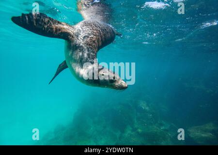 Young Galapagos sea lion (Zalophus wollebaeki) at play underwater in the Galapagos Island Archipelago, UNESCO World Heritage Site, Ecuador Stock Photo