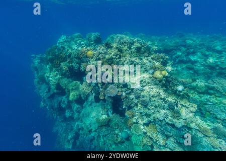 A myriad of hard and soft corals, as well as tropical reef fish on the healthy reef near Volivoli Resort on Viti Levu, Fiji, South Pacific, Pacific Stock Photo