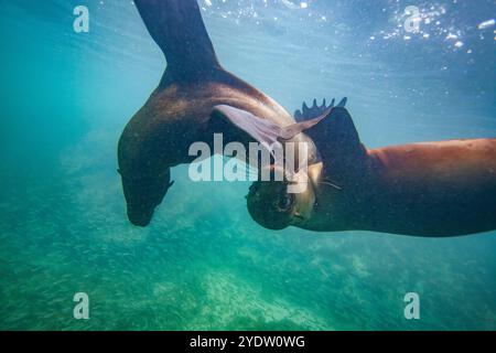 Young Galapagos sea lions (Zalophus wollebaeki) at play underwater in the Galapagos Island Archipelago, UNESCO World Heritage Site, Ecuador Stock Photo