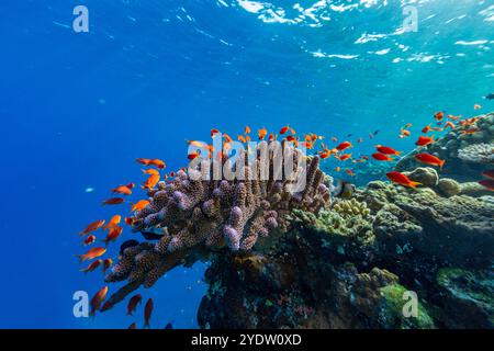 A myriad of hard and soft corals, as well as tropical reef fish at Vatu-I-Ra Conservation Park on Viti Levu, Fiji, South Pacific, Pacific Stock Photo