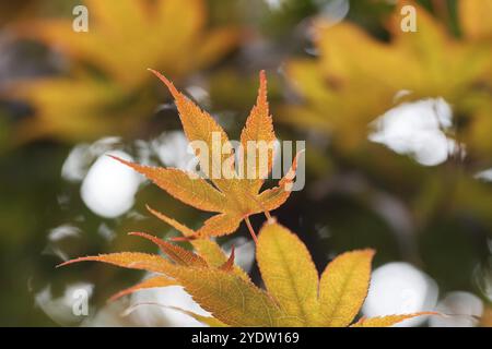 Acer palmatum, yellow-orange coloured leaf of a Downy Japanese Maple Stock Photo