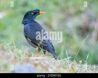 Jungle myna (Acridotheres fuscus), looking for water at the Volivoli Resort grounds on Viti Levu, Fiji, South Pacific, Pacific Stock Photo