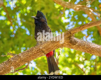 Red-vented bulbul (Pycnonotus cafer), at the Volivoli Resort grounds on Viti Levu, Fiji, South Pacific, Pacific Stock Photo