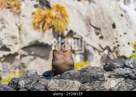 Subantarctic fur seal (Arctocephalus tropicalis) hauled out on the shore of Nightingale Island, Tristan da Cunha Island Group, South Atlantic Ocean Stock Photo