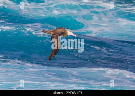 Adult wandering albatross (Diomedea exulans) in flight near the Tristan da Cunha Group, South Atlantic Ocean Stock Photo