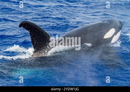 A small pod of killer whales (Orcinus orca) off Ascension Island in the Tropical Atlantic Ocean, South Atlantic Ocean Stock Photo