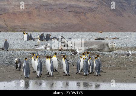 Huge adult male leopard seal (Hydrurga leptonyx) hauled out on the beach at Salisbury Plain in the Bay of Isles, South Georgia, Polar Regions Stock Photo