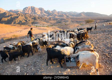 Herd of goats gathered in front of a Bedouin camp near Wadi Dana and Araba Valley, Dana Biosphere Reserve, Jordan, Middle East Stock Photo