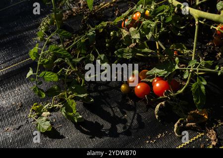 Overhead view ripe and juicy red, orange, yellow cherry tomatoes Stock Photo