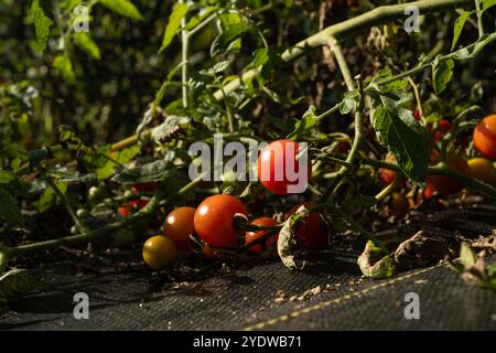 Ripe and juicy red, orange, yellow cherry tomatoes in garden Stock Photo