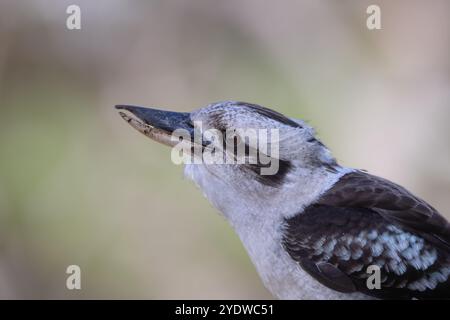 Close-up of a laughing kookaburra's face profile, beak and feathers Stock Photo