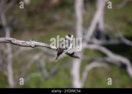 A laughing kookaburra perched on a tree branch in the Australian bush Stock Photo