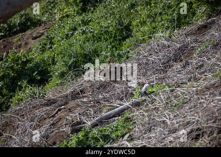 Two rabbits resting on a hillside covered with dry grass and plants Stock Photo