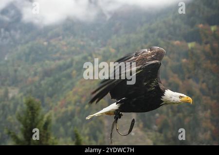 Bald Eagle in flight near Hohenwerfen Castle in Austria Stock Photo
