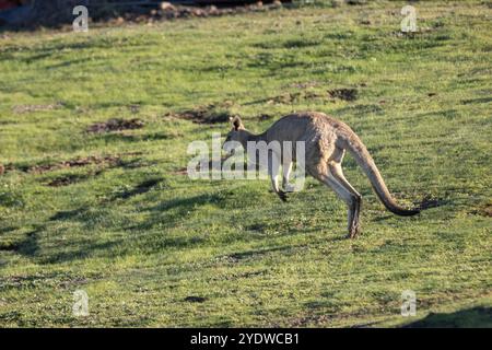 Eastern Grey kangaroo hopping across grassy field in Victoria Stock Photo