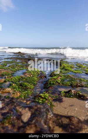 Green algae-covered rocks at shoreline with ocean waves Stock Photo