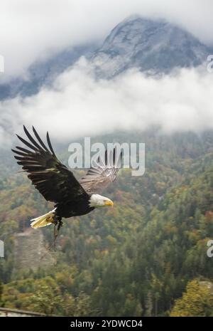 Bald Eagle in flight near Hohenwerfen Castle in Austria Stock Photo