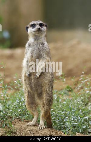 Suricata suricatta a meerkat stands on a hill and looks into the camera Stock Photo