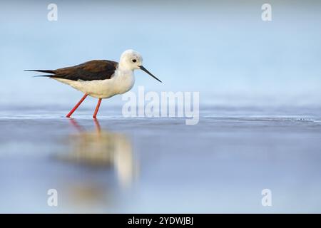 Black-winged Stilt, (Himantopus himantopus), avocet family, biotope, habitat, foraging, East Khawr Khawr Ad Dahariz, Salalah, Dhofar, Oman, Asia Stock Photo