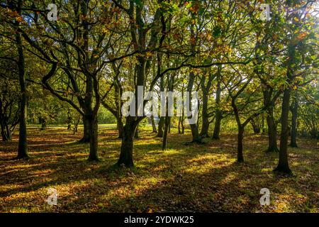 Golden morning light as the sun rises through this woodland scene in early autumn. Stock Photo