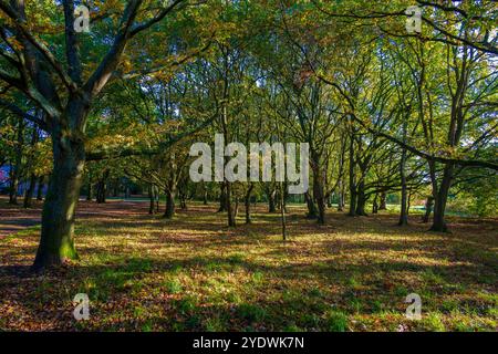 Golden morning light as the sun rises through this woodland scene in early autumn. Stock Photo