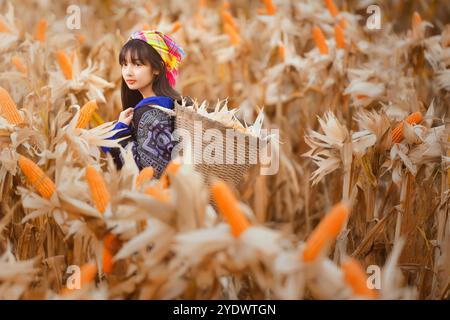 Woman in a traditional Lao costume harvesting fresh corn in a field, Laos Stock Photo