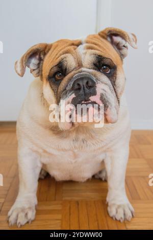 Close-up portrait of an English bulldog sitting on a parquet floor Stock Photo