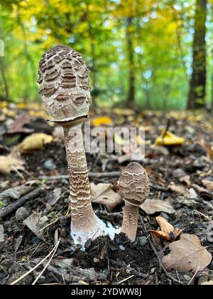 Chlorophyllum in the colorful autumn forest. Edible double mushrooms in fallen leaves. Stock Photo