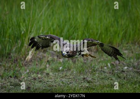 Close-up of a red tail hawk in flight, British Columbia, Canada Stock Photo