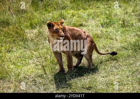 A lioness walking on a green grass field Stock Photo