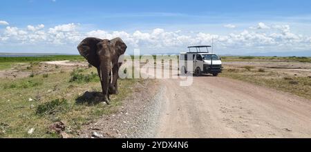 big wild elephant crossing dirt road in Amboseli national park, Kenya. African safari . Stock Photo