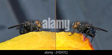 Two views of the same Common Bluebottle, Calliphora vicina, feeding from a half eaten peach. Close-up and well focussed with lots of bristles. Stock Photo
