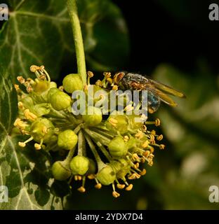 A Common Bluebottle, Calliphora vicina, taking on nectar from an Ivy flower. Well focussed and closeup with good details of the flower and the blowfly. Stock Photo